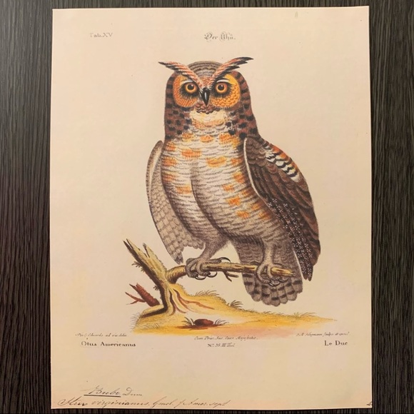 Vintage 8x10 American Owl Scientific Print - Picture 2 of 2